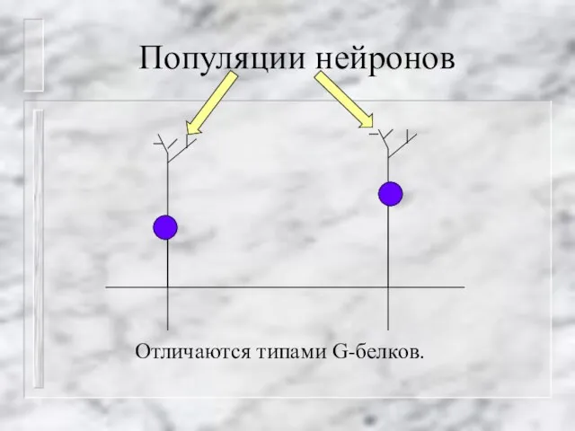 Популяции нейронов Отличаются типами G-белков.