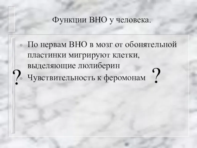 Функции ВНО у человека. По нервам ВНО в мозг от обонятельной