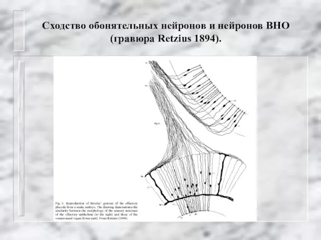 Сходство обонятельных нейронов и нейронов ВНО (гравюра Retzius 1894).