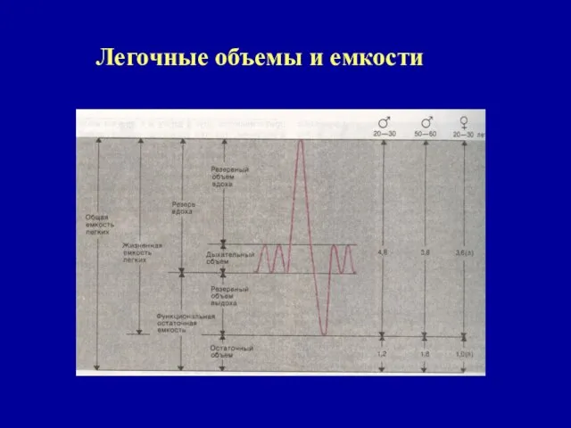 Легочные объемы и емкости