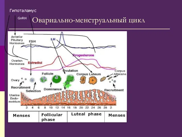 Овариально-менструальный цикл Гипоталамус GnRH