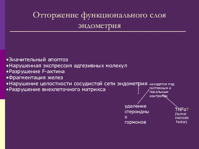 Отторжение функционального слоя эндометрия Значительный апоптоз Нарушенная экспрессия адгезивных молекул Разрушение