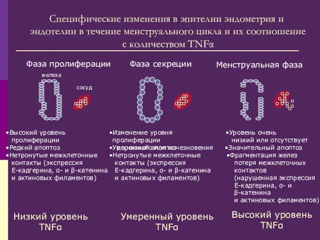 Фаза пролиферации Фаза секреции Менструальная фаза Фрагментация желез потеря межклеточных контактов