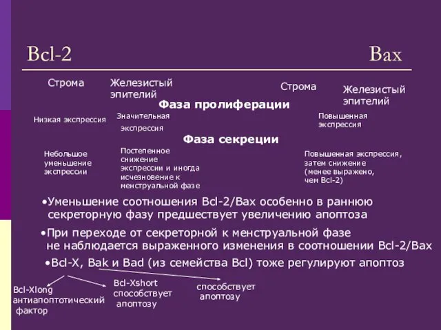 Bcl-2 Bax Фаза пролиферации Значительная экспрессия Фаза секреции Постепенное снижение экспрессии