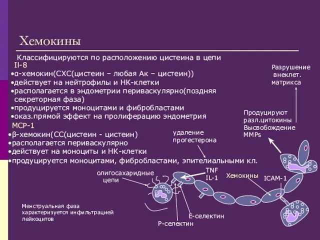 Хемокины Il-8 α-хемокин(СХС(цистеин – любая Ак – цистеин)) действует на нейтрофилы