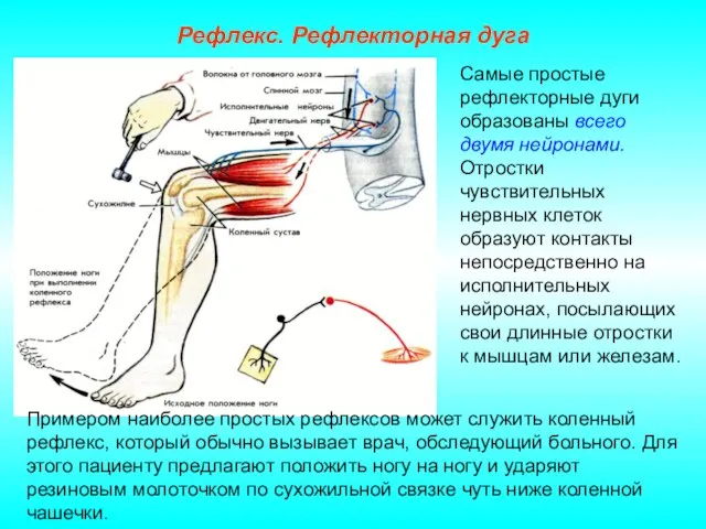 Рефлекс. Рефлекторная дуга Самые простые рефлекторные дуги образованы всего двумя нейронами.