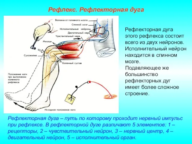 Рефлекс. Рефлекторная дуга Рефлекторная дуга этого рефлекса состоит всего из двух