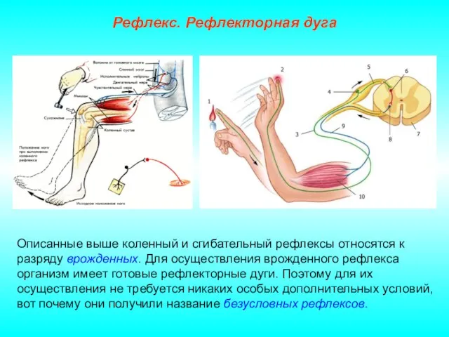 Рефлекс. Рефлекторная дуга Описанные выше коленный и сгибательный рефлексы относятся к