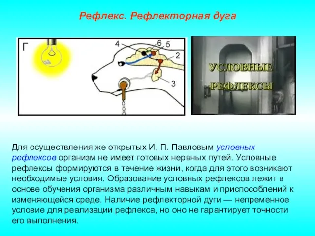 Рефлекс. Рефлекторная дуга Для осуществления же открытых И. П. Павловым условных