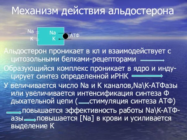 Механизм действия альдостерона Na K АТФ Альдостерон проникает в кл и