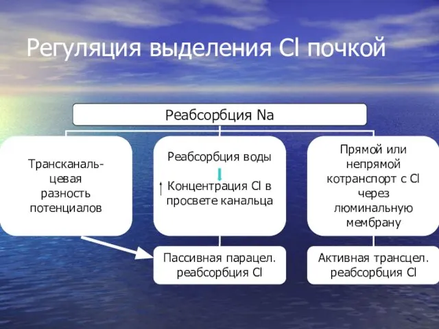 Регуляция выделения Cl почкой