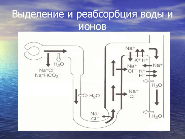 Выделение и реабсорбция воды и ионов К К