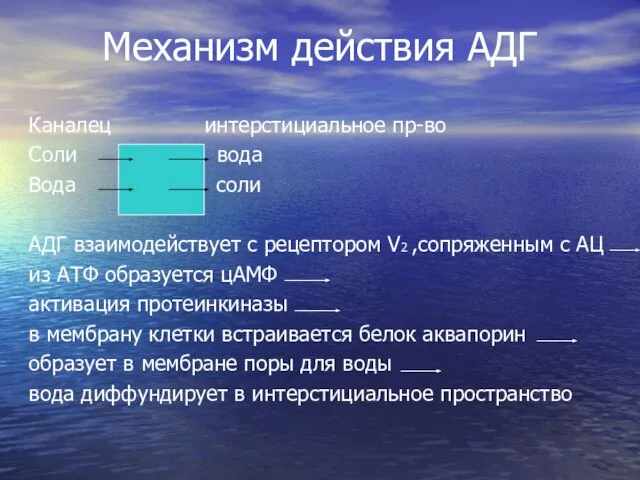 Механизм действия АДГ Каналец интерстициальное пр-во Соли вода Вода соли АДГ