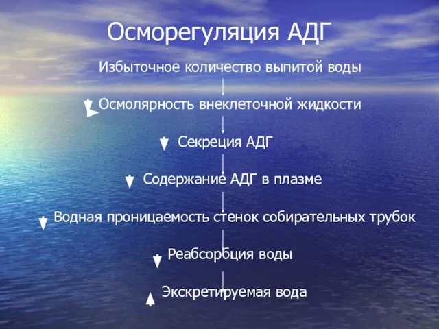 Осморегуляция АДГ Избыточное количество выпитой воды Осмолярность внеклеточной жидкости Секреция АДГ