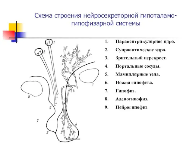 Схема строения нейросекреторной гипоталамо-гипофизарной системы Паравентрикулярное ядро. Супраоптическое ядро. Зрительный перекрест.