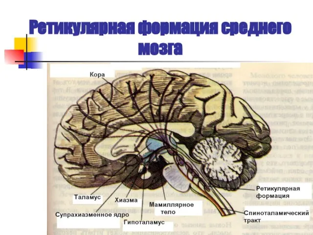 Ретикулярная формация среднего мозга