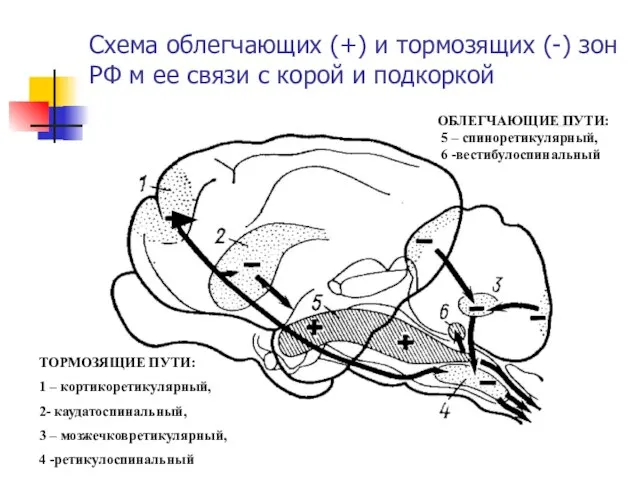 Схема облегчающих (+) и тормозящих (-) зон РФ м ее связи