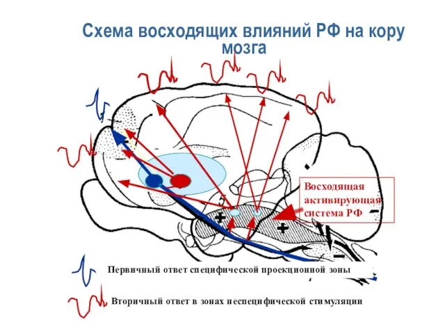 Схема восходящих влияний РФ на кору мозга Первичный ответ специфической проекционной