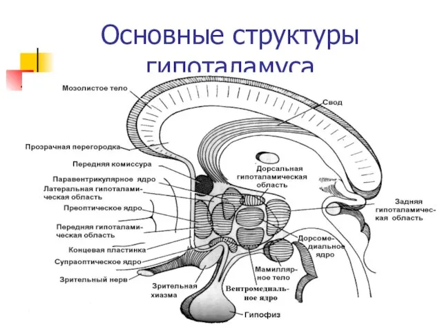 Основные структуры гипоталамуса