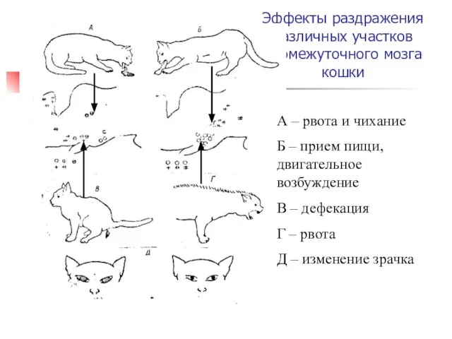 Эффекты раздражения различных участков промежуточного мозга кошки А – рвота и