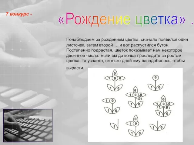 Понаблюдаем за рождением цветка: сначала появился один листочек, затем второй …