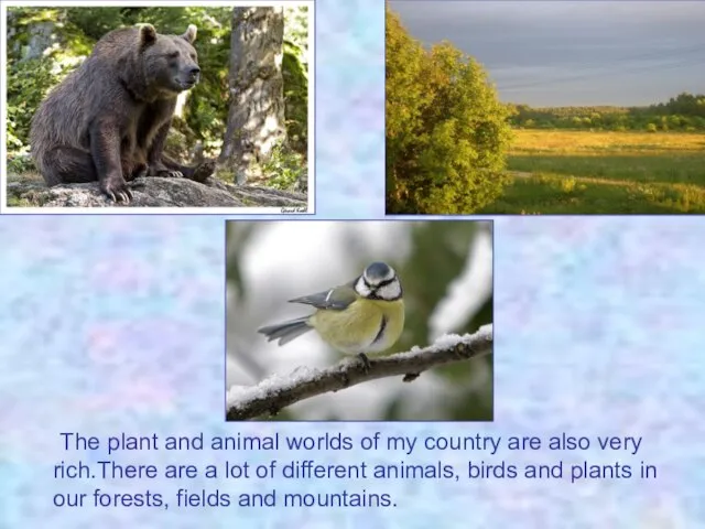 The plant and animal worlds of my country are also very