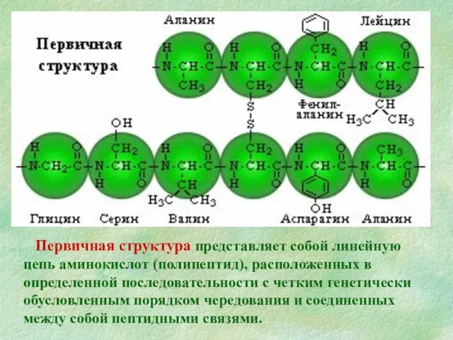 Первичная структура представляет собой линейную цепь аминокислот (полипептид), расположенных в определенной