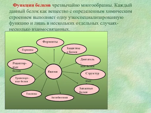 Функции белков чрезвычайно многообразны. Каждый данный белок как вещество с определенным