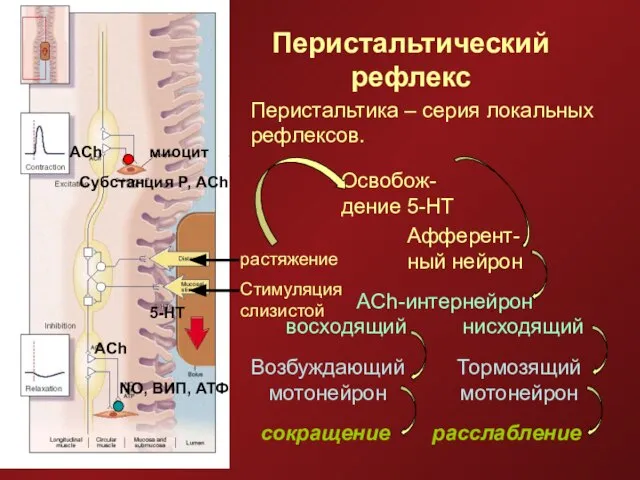 Перистальтический рефлекс миоцит Субстанция Р, ACh растяжение Стимуляция слизистой ACh ACh