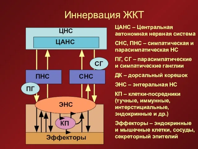 Иннервация ЖКТ ЦНС ЦАНС ПНС СНС ЭНС КП Эффекторы СГ ПГ