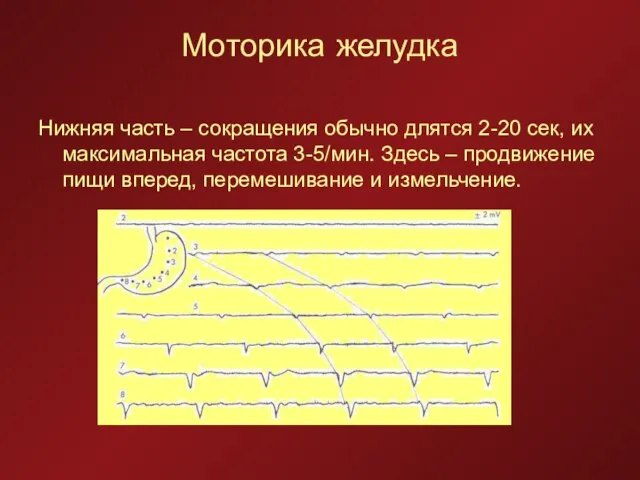 Моторика желудка Нижняя часть – сокращения обычно длятся 2-20 сек, их