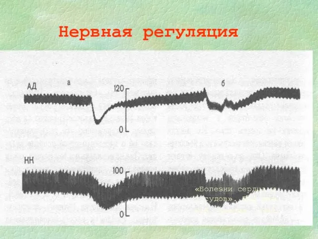 Нервная регуляция «Болезни сердца и сосудов». Под ред. Е.И. Чазова. 1992.