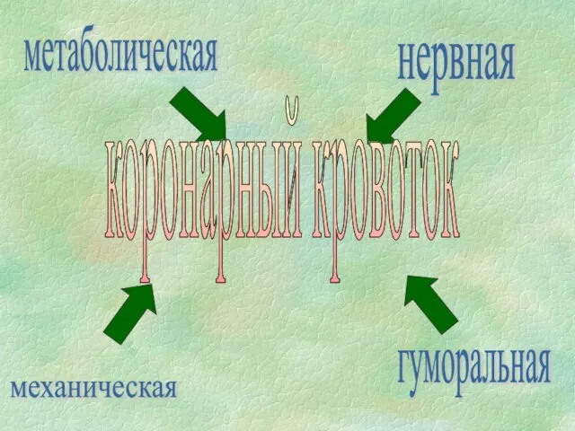 нервная гуморальная механическая метаболическая коронарный кровоток