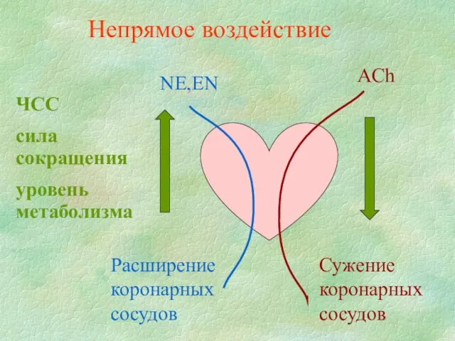 NE,EN ЧСС сила сокращения уровень метаболизма Расширение коронарных сосудов ACh Сужение коронарных сосудов Непрямое воздействие