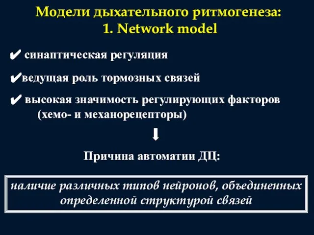 Модели дыхательного ритмогенеза: 1. Network model синаптическая регуляция ведущая роль тормозных