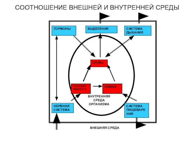 СООТНОШЕНИЕ ВНЕШНЕЙ И ВНУТРЕННЕЙ СРЕДЫ