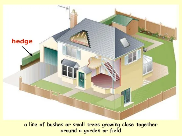 hedge a line of bushes or small trees growing close together around a garden or field