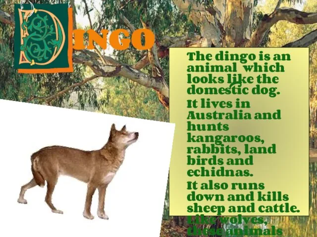 INGO The dingo is an animal which looks like the domestic
