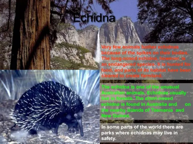 The echidna is one of the unusual Australian animals. Echidnas usually