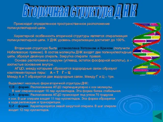 Происходит определенное пространственное расположение полинуклеотидной цепи. Характерной особенность вторичной структуры является