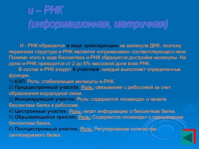 и – РНК (информационная, матричная) И - РНК образуется в ходе