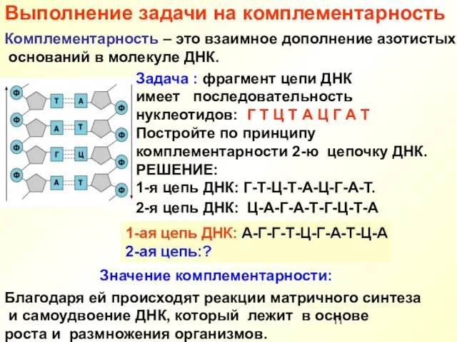 Выполнение задачи на комплементарность Комплементарность – это взаимное дополнение азотистых оснований