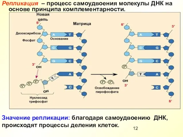 Репликация – процесс самоудвоения молекулы ДНК на основе принципа комплементарности. Значение