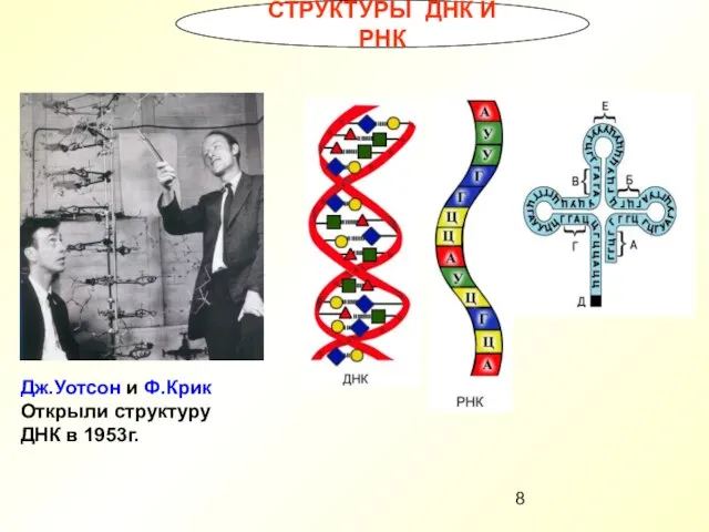 СТРУКТУРЫ ДНК И РНК Дж.Уотсон и Ф.Крик Открыли структуру ДНК в 1953г.