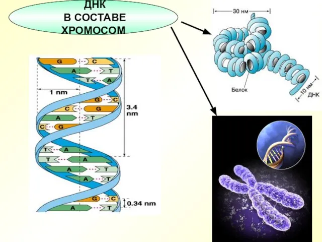 ДНК В СОСТАВЕ ХРОМОСОМ