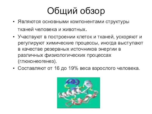 Общий обзор Являются основными компонентами структуры тканей человека и животных. Участвуют