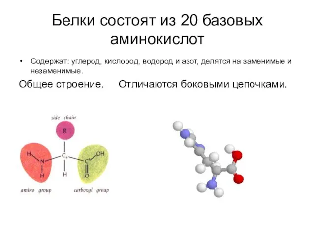 Белки состоят из 20 базовых аминокислот Содержат: углерод, кислород, водород и