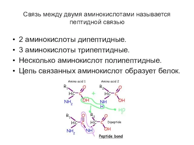 Связь между двумя аминокислотами называется пептидной связью 2 аминокислоты дипептидные. 3