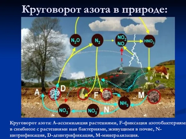 Круговорот азота в природе: Круговорот азота: А-ассимиляция растениями, F-фиксация азотобактериями в