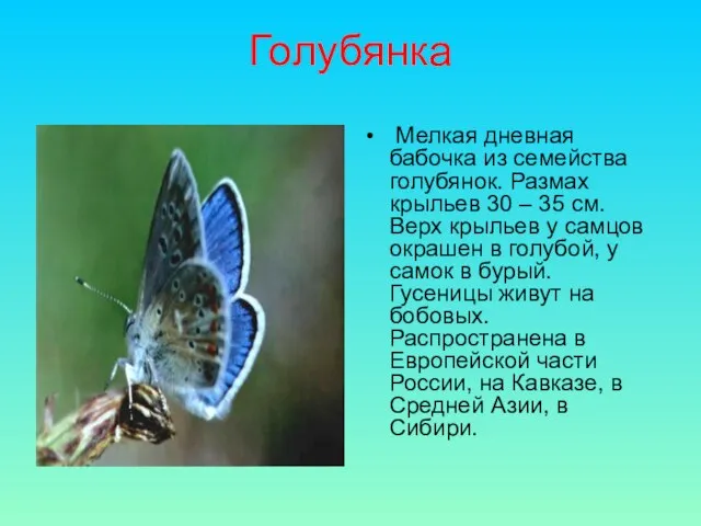 Голубянка Мелкая дневная бабочка из семейства голубянок. Размах крыльев 30 –